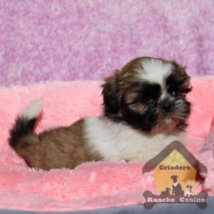 Shih Tzu
