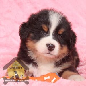 Bernés de la Montaña